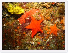 IMG_1417 * Bat Stars, Orange Cup Corals * 3264 x 2448 * (2.9MB)